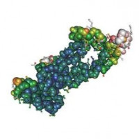 Recombinant Human Interleukin-