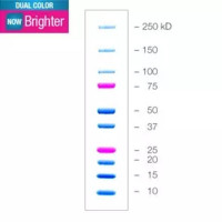 1610394伯乐蛋白双色标准品Bio-rad Precis
