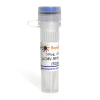 pCMV-RFP-STOP-GFP (Surrogate R