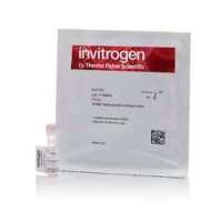 Invitrogen SYBR Safe DNA凝胶染料