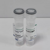 EZ poly™in vivo siRNA & DNA 活体