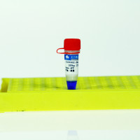 Q200bp DNA Marker