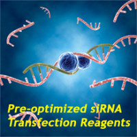 GenMute™ siRNA Transfection Re