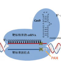 高范围RNA Ladder