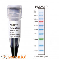 PM2510|ExcelBand 增强型三彩蛋白质常规分子量