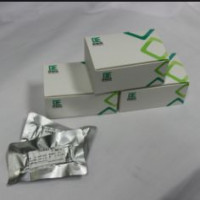 DNA恒温扩增反应试剂盒（基础型）