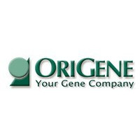Origene TGFB1 (Human) -siRNA S