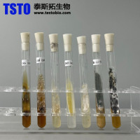 标准菌株，科研菌株，严苛厌氧菌