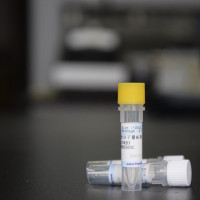 彩色预染蛋白质分子量标准（10-250KD）