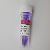 pBR322 DNA MspI(MD206)