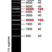 1 kb ladder