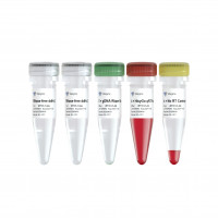 HisyGo RT Red SuperMix for qPC