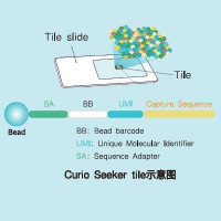 Seeker Spatial Transcriptomics