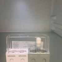人RRM2B knockout HeLa cell裂解物