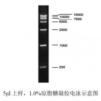 DL15000 DNA Ladder