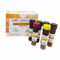 StarLighter 高性能染料法 qPCR 预混液 (通