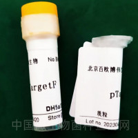 pET28a-anti-S1-VH