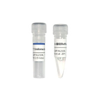T7 Endonuclease I（NL210）