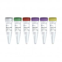 HiScript IV 1st Strand cDNA Sy