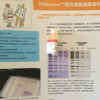 Biotium DNAzure 蓝色核酸凝胶染料 不用凝胶成