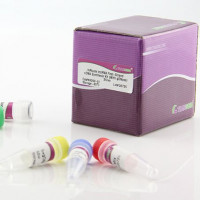 lnRcute lncRNA cDNA第一链合成试剂盒（去基