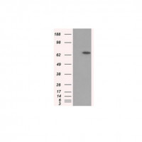 中杉金桥  TA501128  Glucose 6 phos
