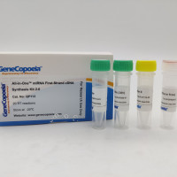 All-in-One™ miRNA First-Strand