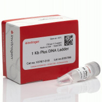 1 Kb Plus DNA Ladder  This pro