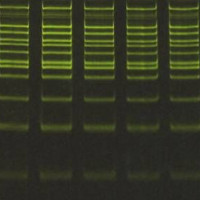 HydraGreen™ 安全染料