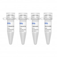 ATGScript® RT Mix for qPCR (+g