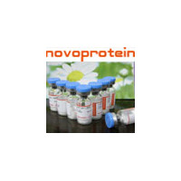 Novoprotein DNA Marker选择指南