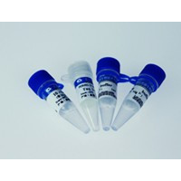 Taq DNA Polymerase