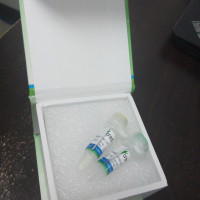 Rat Xiap cDNA Clone(NM_022231.