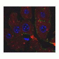 Invivo Fect-II siRNA