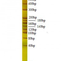 PAGE Gel 20bp DNA Ladder