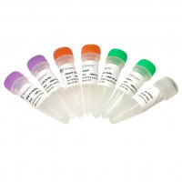 Ribo-off rRNA Depletion Kit (B