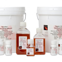 牛血清白蛋白 BSA Bovine Serum Albumi