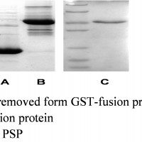 PreScission Protease (PSP)  酶