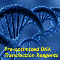 SignaGen转染试剂 for MDCK Cells