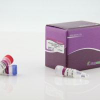 miRcute 增强型miRNA cDNA 第一链合成试剂盒