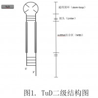 miRNA抑制载体 dtud