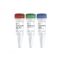 化学修饰热启动Taq酶 AceTaq DNA Polymer