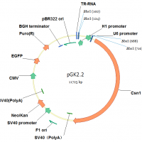 pGK2.2（EGFP+Puro）/CRISPR cas9敲