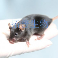 动物实验服务