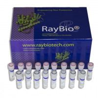 人类线粒体DNA qPCR试剂盒