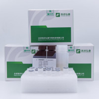 α-突触核蛋白检测试剂盒