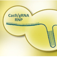 GenCrispr/Cas9 基因编辑相关产品