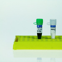 Utra-pure Pfu DNA Polymerase