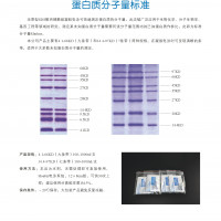 中低范围蛋白分子量标准