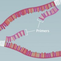 人类FBXW11基因RNA定量PCR引物(荧光染料法)